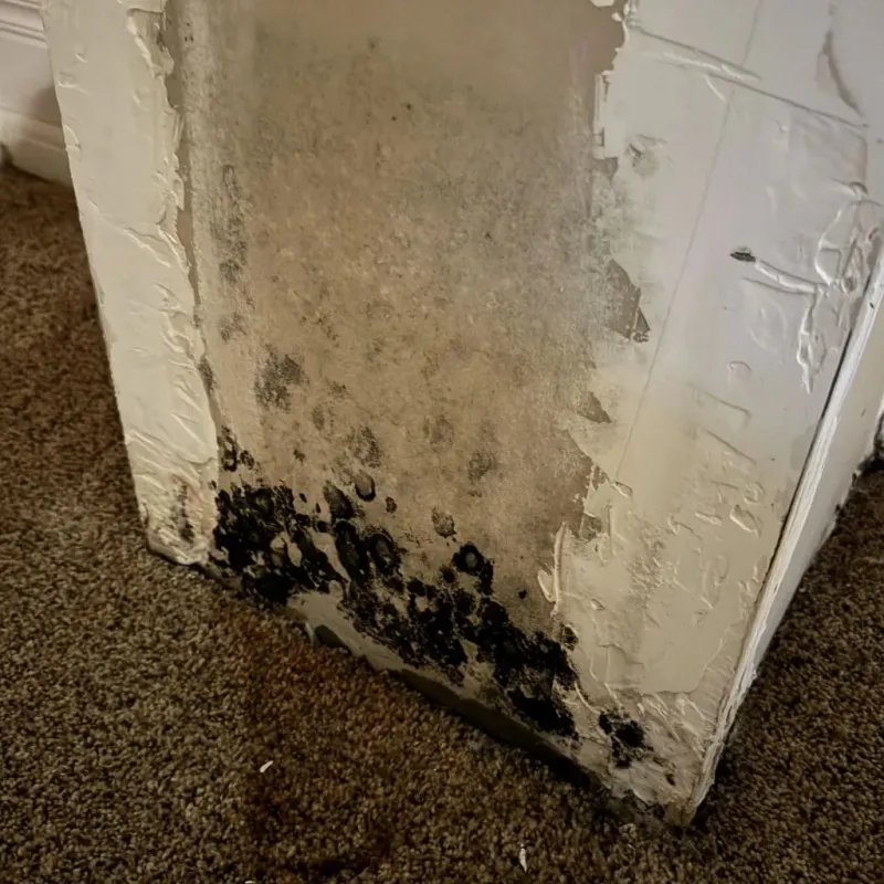 Professional Mold Removal in Wales, MA
